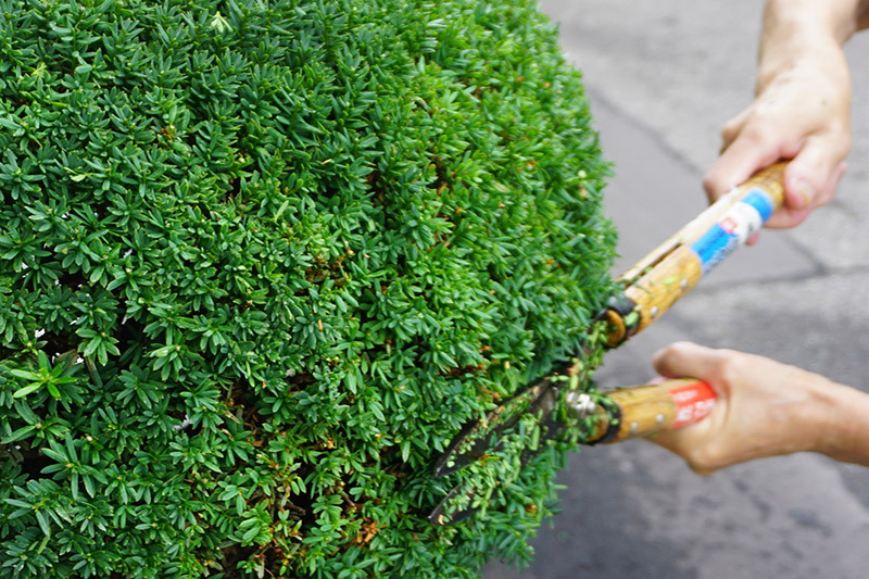 剪定作業イメージ